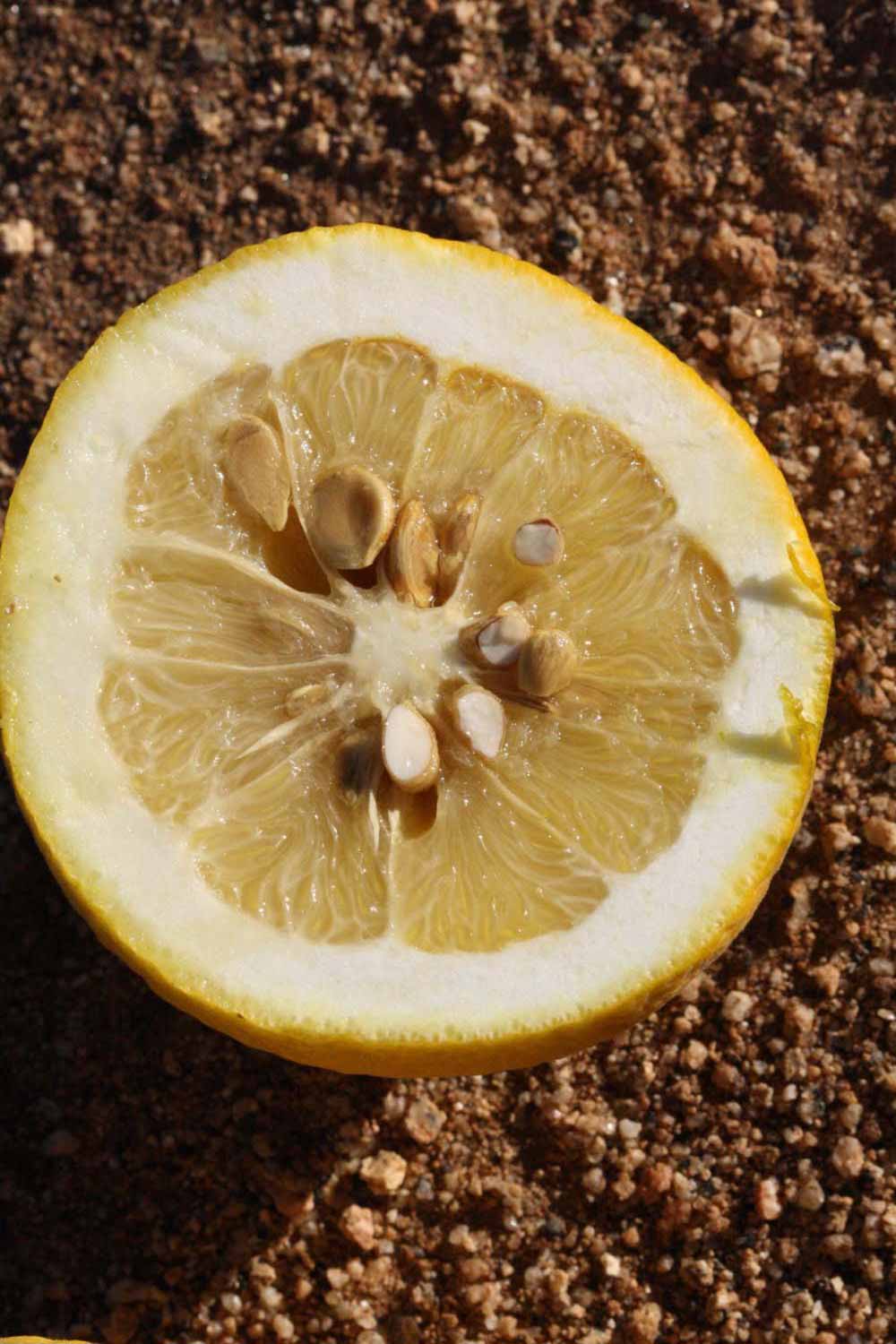              Fruit cross-section of  Citrus paradisi    x  Poncirus   trifoliata                   (1452, Riverside, CA)       